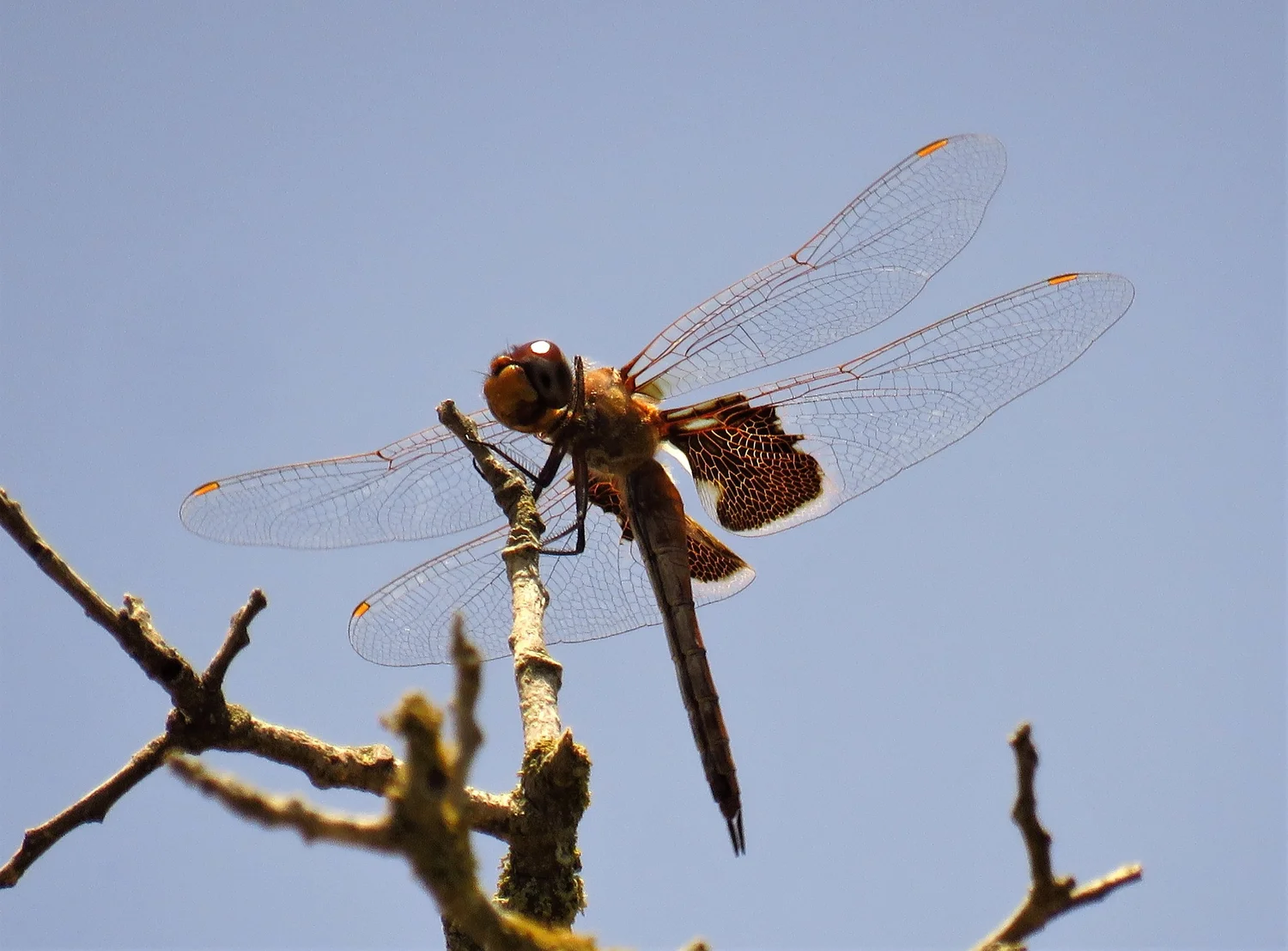 Dragonflies…On the Fly — Beautiful Hays County